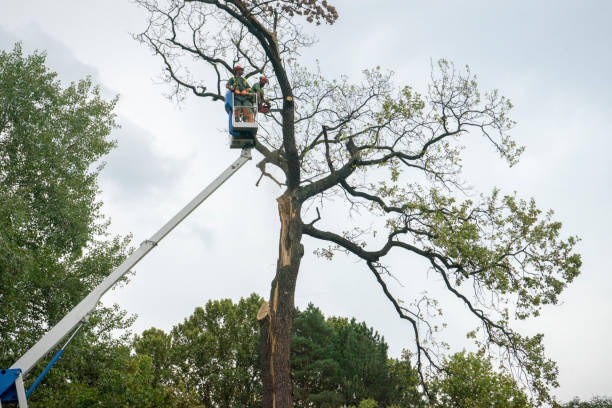 Trusted Livonia, LA Tree Care  Experts