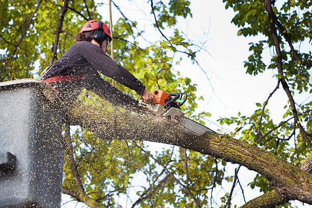 How Our Tree Care Process Works  in  Livonia, LA